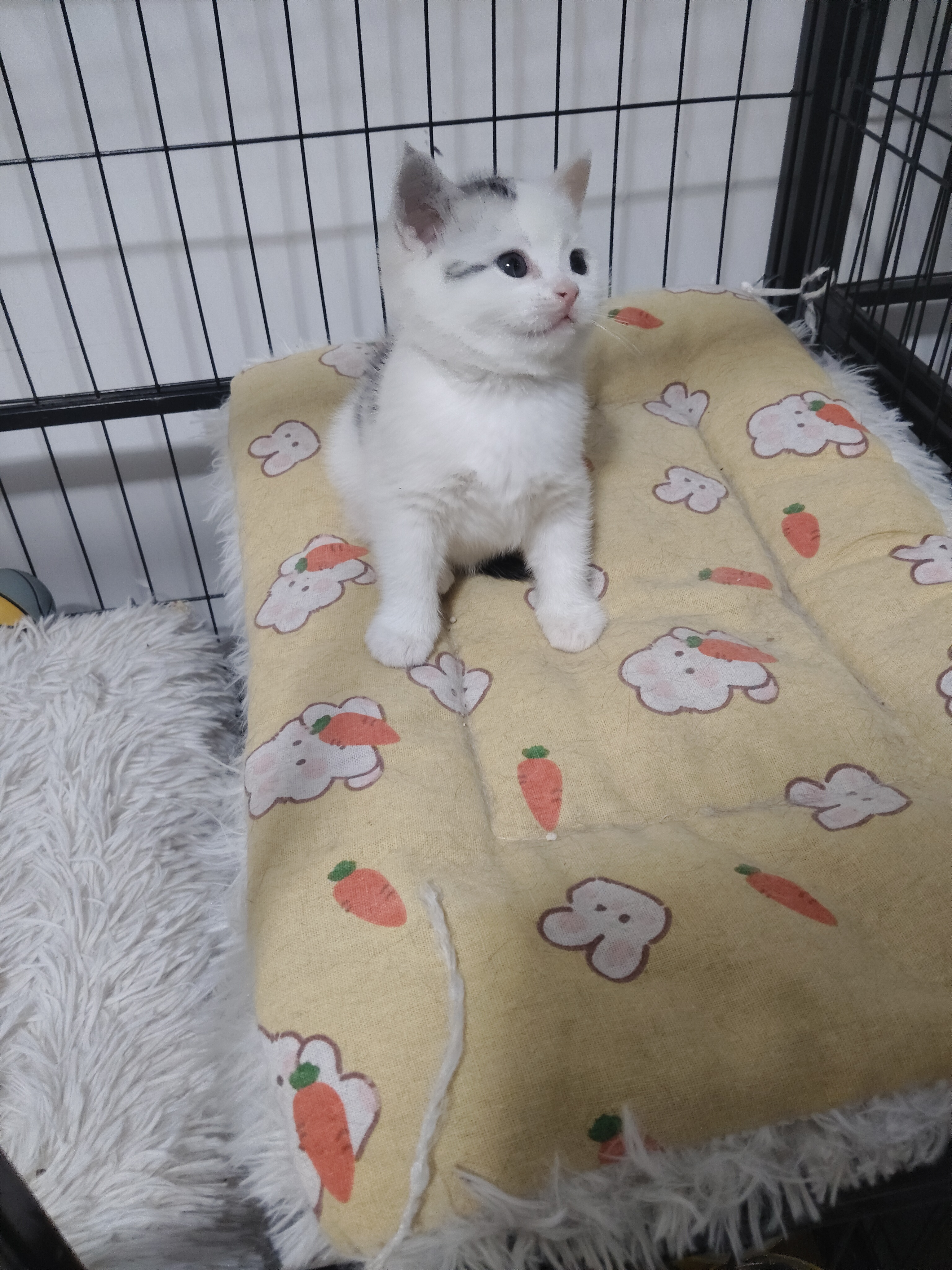 美短高白弟弟 性格温顺